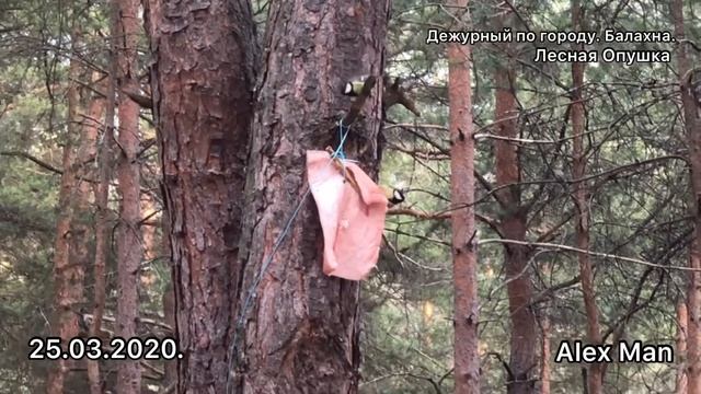 Кормление птиц . Лесная Опушка. Правдинск. 25.03.2020. смотреть онлайн