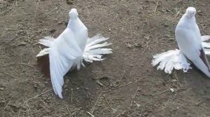 Краснохвостые бойные голуби Северного Кавказа. Молодежь 2016 г. Костанай.