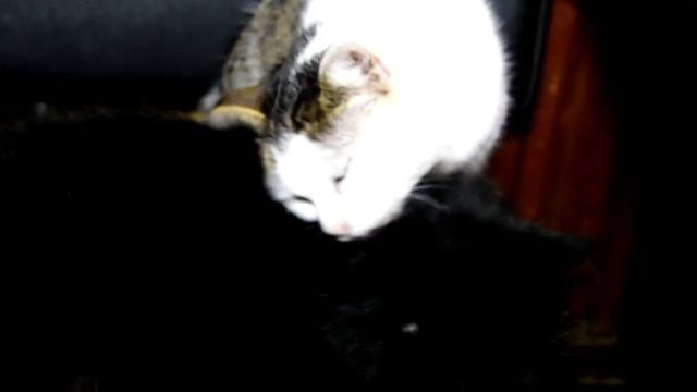 Автофокус громко работает в камере Nikon D3300/ Сюжет с кошками на среднем фокусном расстоянии смотреть онлайн