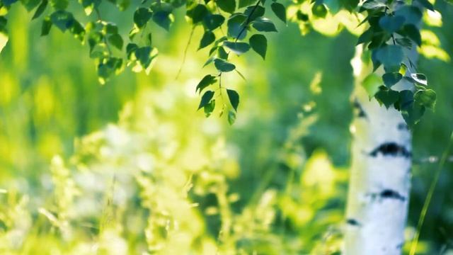 Видеосообщение «В день рождения писателя» смотреть онлайн