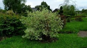 ДЁРЕН БЕЛЫЙ - УХОД, РАЗМНОЖЕНИЕ.