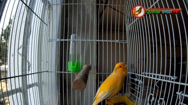 The magical singing of a canary the beautiful voice of the canary Kenar canarox in the clearest смотреть онлайн