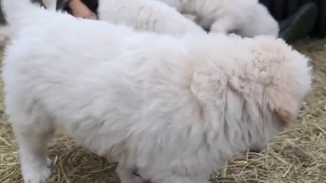 Akbash x Maremma Puppies смотреть онлайн