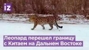 Леопарда-путешественника заметили переходящим границу с Китаем на Дальнем Востоке / Известия