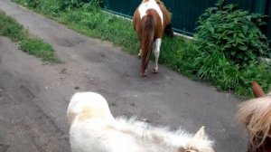 Мини лошади. Лошадки. Пони. Mini horse.  Pony.