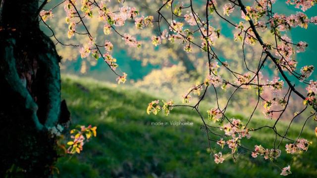 Song from a Secret Garden - Piano Cover смотреть онлайн