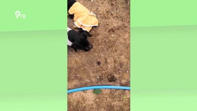 УРАЛХИМиЯ_Дача | Выпуск №2 смотреть онлайн