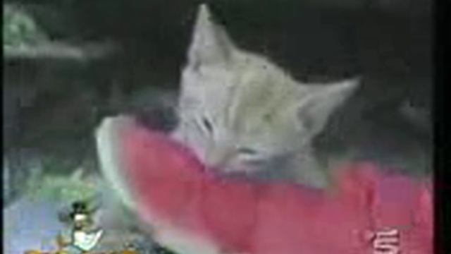 Прикольные коты смотреть онлайн