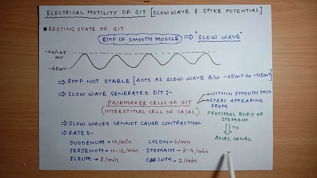 Slow waves And Spike Potential | Layers Of GIT || Organisation Of GIT смотреть онлайн