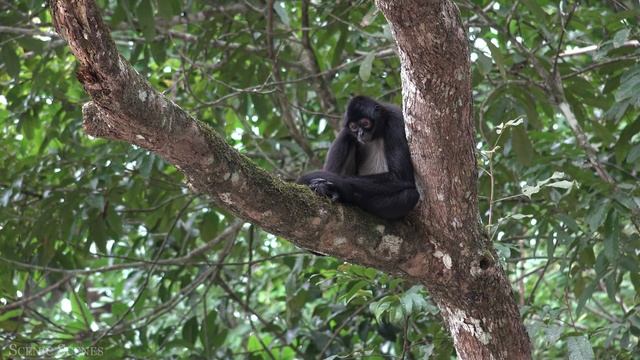 Дикая Природа Амазонки смотреть онлайн