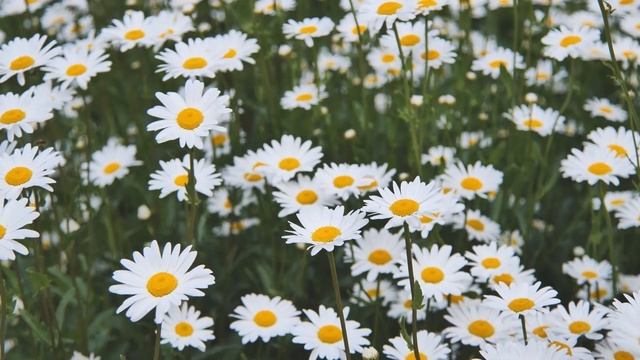 Focus Music For Work And Studying / Background Music For Concentration, Study Music, Thinking Musi смотреть онлайн