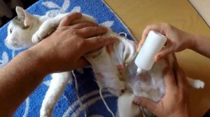 Как обработать шов кошке