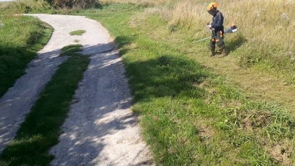 Stihl fs 311 young boy testing