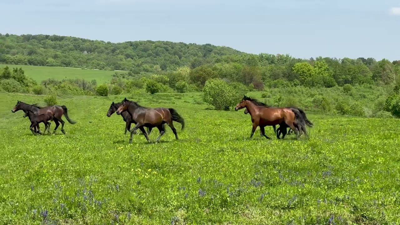 Sounds Of Nature In The Mountain Pasture And Grazing Horses