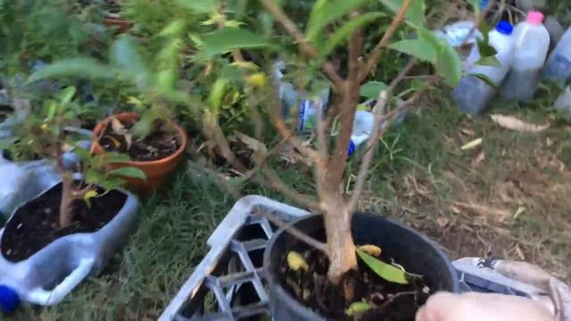 Bonsai From Cuttings