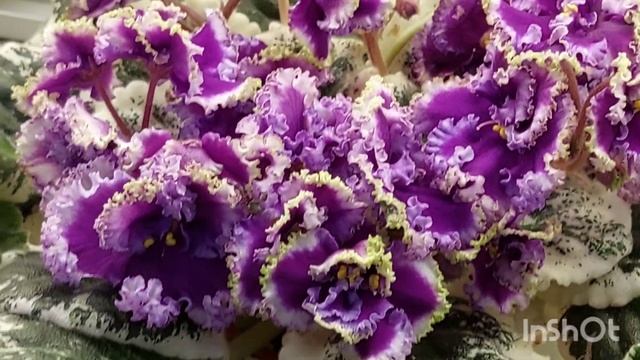 27 января 2023/НОВИНКИ/Выставка фиалок в Доме фиалок(Р)#москва#фиалки#выставка# смотреть онлайн