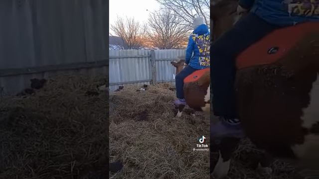 Когда нету лошади и конного клуба：