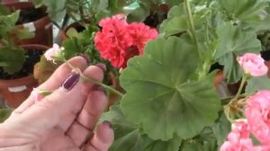 Новые розебудные пеларгонии в моей коллекции Anita и Grainder"s Antique Rose