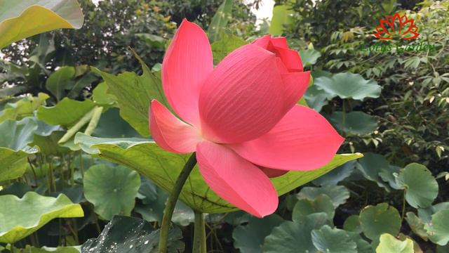 A very large red lotus blooms in my garden | Grow lotus at home смотреть онлайн