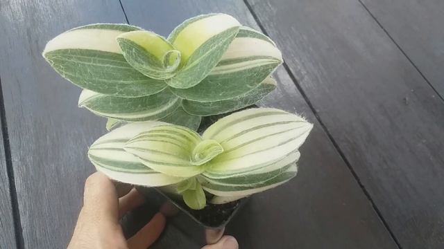 Tradescantia Sillamontana VARIEGATED