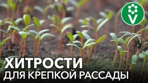 СЕЕМ ТОМАТЫ НА РАССАДУ В 2023 ГОДУ: хитрости для крепкой и здоровой рассады!