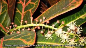 Кодиеум: уход в домашних условиях и способы размножения