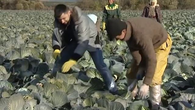 Совхоз имени Ленина, уборка капусты смотреть онлайн