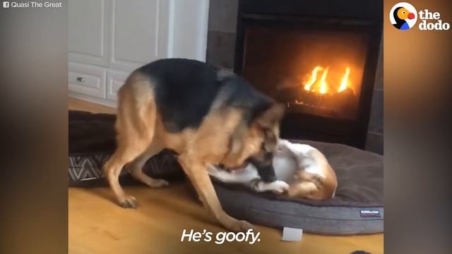 German Shepherd With Short Spine Syndrome Just Wants Love | The Dodo смотреть онлайн