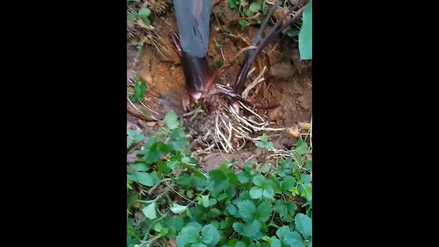 Transplanting Elephant Ears In July