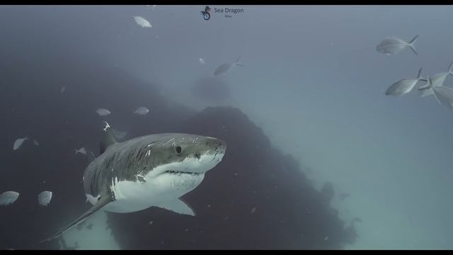 Great White Shark Neptune Islands South Australia 4K смотреть онлайн