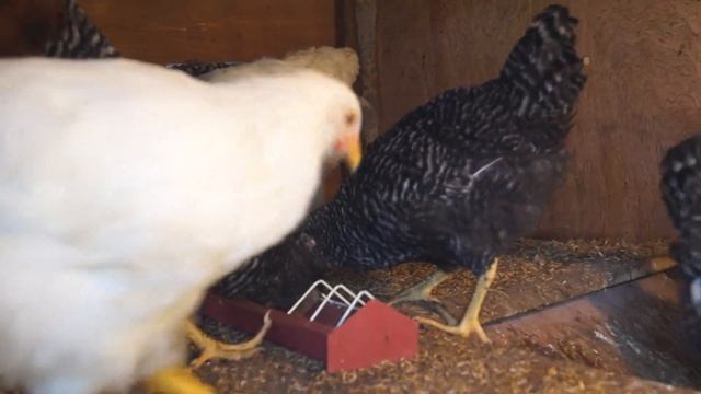 Our Dominant CZ Parent Stocks (D102, D109 & D853) at Week 11 смотреть онлайн