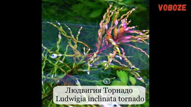 Людвигия в аквариуме, ползучая, рубин, болотная, содержание, как сажать. Аквариумные растения смотреть онлайн