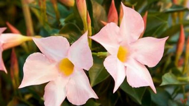 Мандевилла (Mandevilla) или Дипладения (Dipladenia) смотреть онлайн