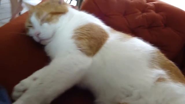 Sony DSC-W270 HD 720P Video Test #5 смотреть онлайн