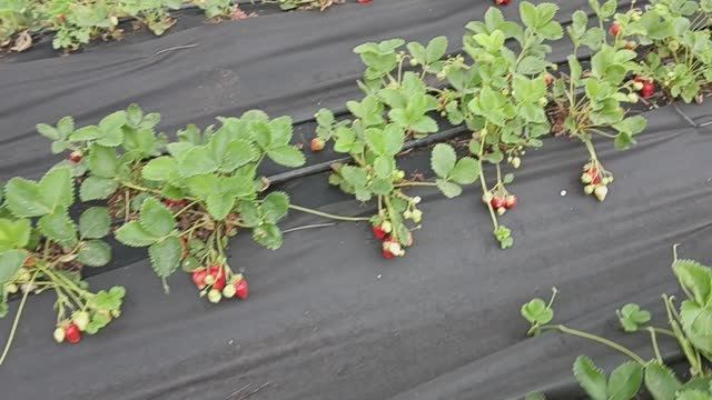 Клубника на грядках, конец МАЯ. Открытый грунт . смотреть онлайн