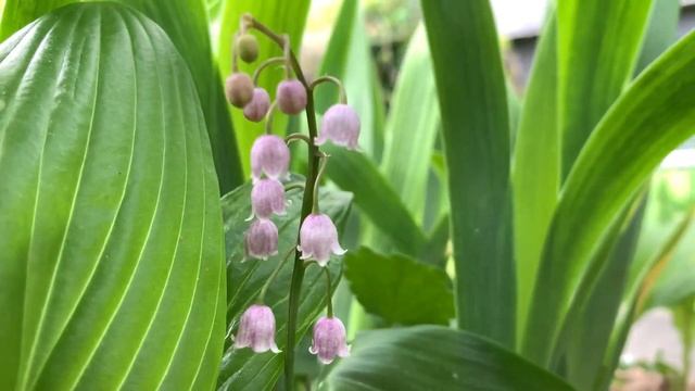 Розовый ландыш Convallaria Rosea смотреть онлайн