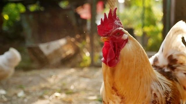 Кормопроизводство и наука Корма БЭКС смотреть онлайн