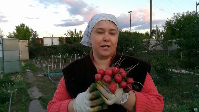 Какая крупная редиска в этом году! Всем на радость)) замечательный урожай 2018. смотреть онлайн