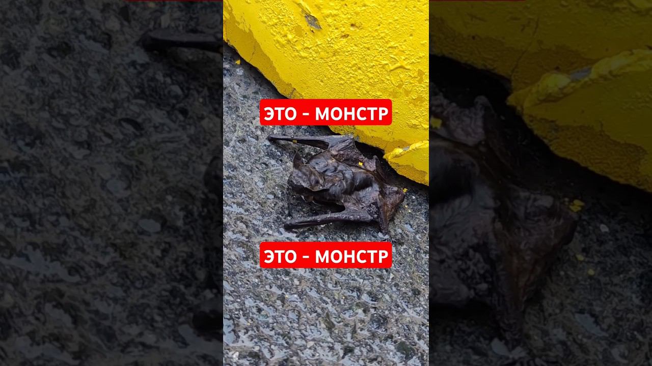 Нашли Монстра ! смотреть онлайн