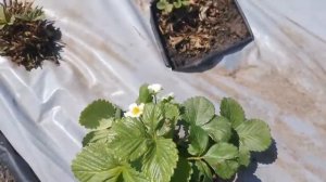 Сделайте это Перед Посадкой Клубники!!! Клубника Дает Отличный  Урожай!!!