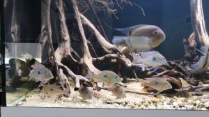 geophagus sveni rio parana f1 & heros sp. tapajos