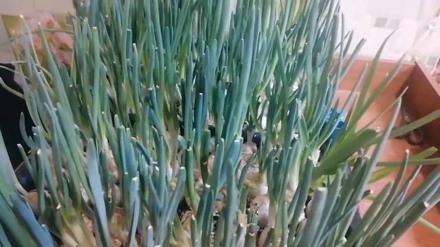 лук на перо и уход за ним смотреть онлайн