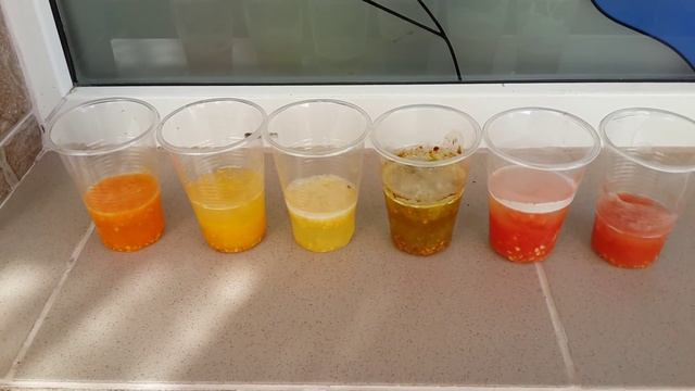 Как собрать семена помидоров