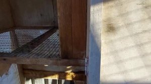 Удобная клетка для кроликов своими руками. Клетки для кроликов великанов. Лучшие полы в клетке.