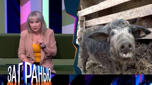 «За гранью»: «Ну и свинство!» | Выпуск от 14 июня 2023 года