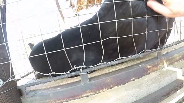 Black Leopard Love | African Big Cat Shows Affection Loves Grooming & Being Groomed | Panther Jagua смотреть онлайн