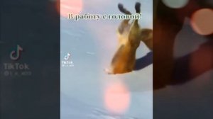 КАК лиса падает головой в снег и голепь с песмом