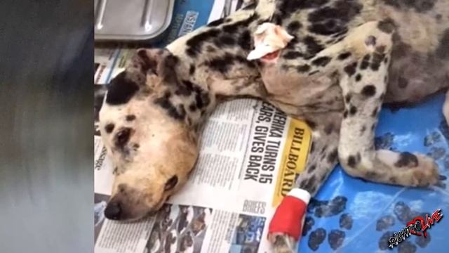 Соседи были в шоке, когда нашли в гостинице умирающего пса! Посмотрите, что дальше произошло! смотреть онлайн