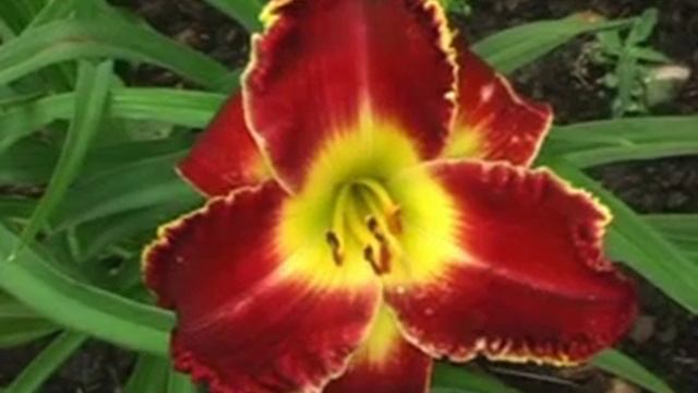Лилейник daylily GREAT BALLS OF FIRE смотреть онлайн