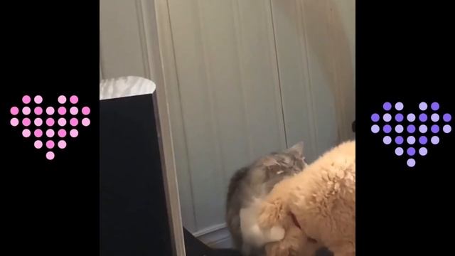 Exercise Wheel For Cats - FUNNY CATS COMPILATION смотреть онлайн